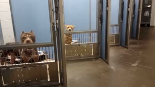 Doggies at Maricopa County Animal Care Center_20251025_164423727