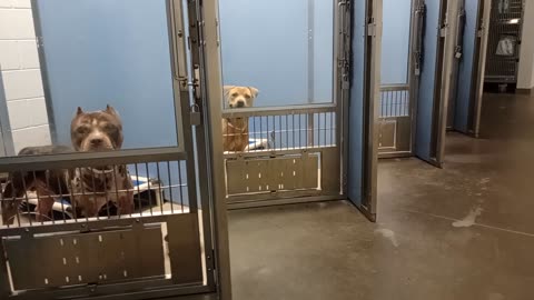 Doggies at Maricopa County Animal Care Center_20251025_164423727