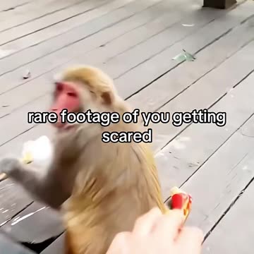 Intersting Monkey 🐒😂😂