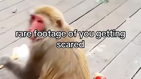 Intersting Monkey 🐒😂😂