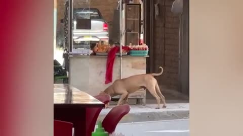 funny videos