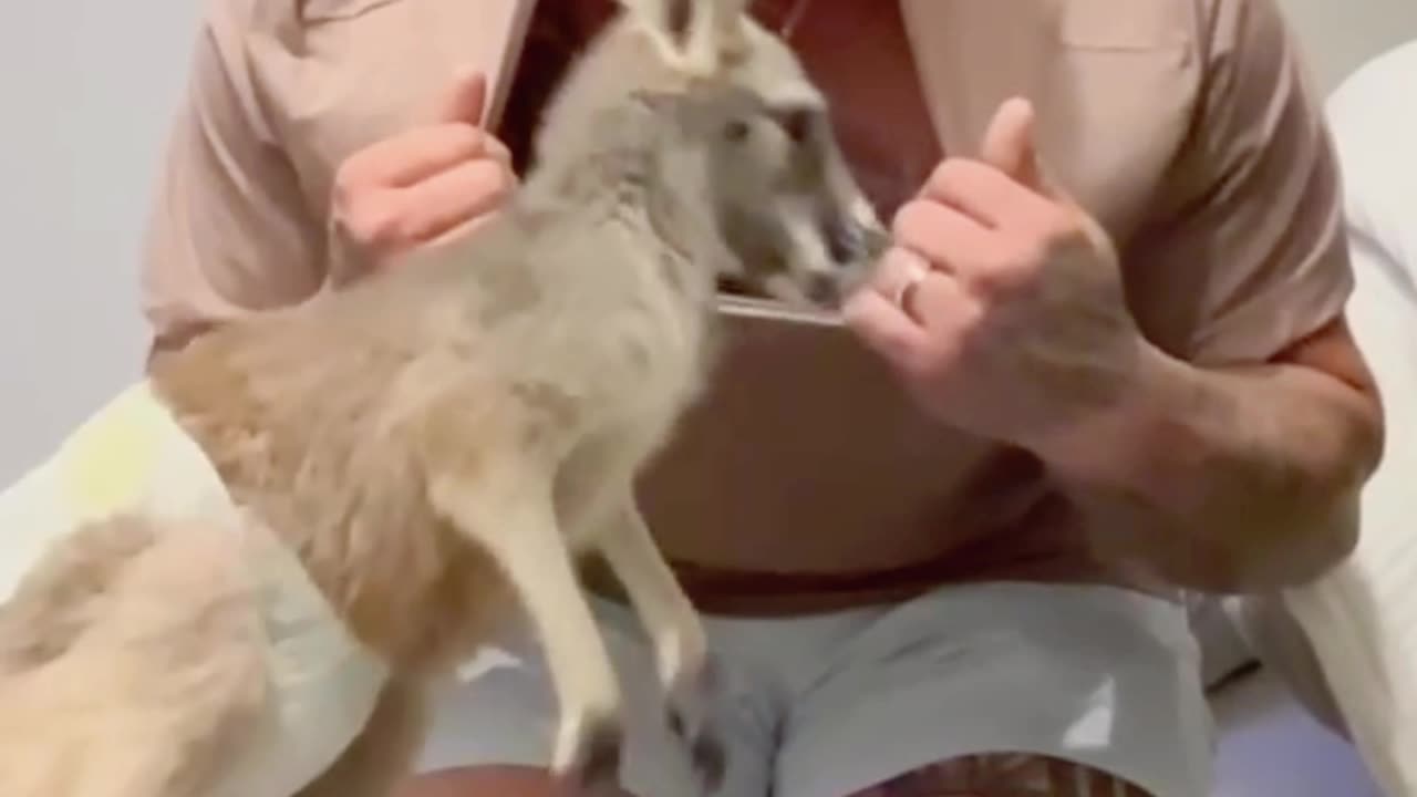 Baby Kangaroo Hops Inside Man’s Shirt