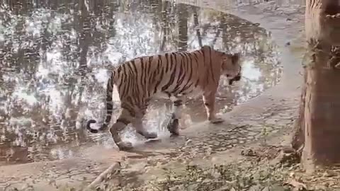 Tiger in Pond