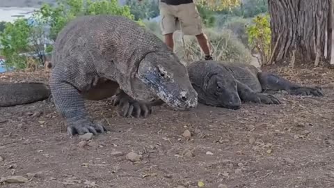 🧠✨ Discover the Mighty Komodo Dragon in Indonesia! | FeedMyCuriosity