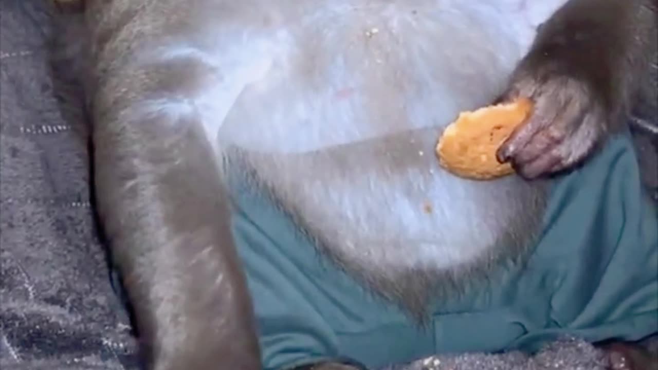 Monkey Relaxing with a Cookie While Scrolling Through TikTok