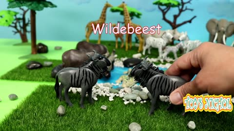 Four Lions Watch Over Zebras who are Drinking from the River for Lunch