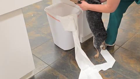 Making a Heeler Pick Up Her Mess