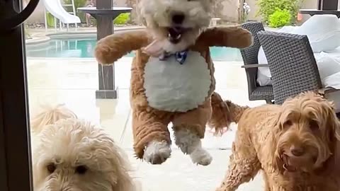Teddy Dog