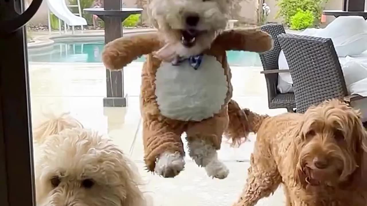 Teddy Dog