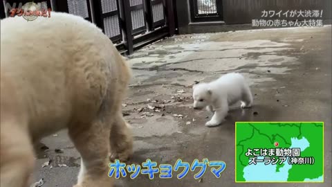ダーウィンが来た！ 「挑め初出産！動物の赤ちゃん大特集」