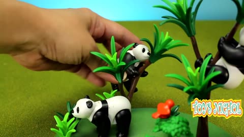 Planting Bamboo in the Garden for Food for Three Cute Pandas