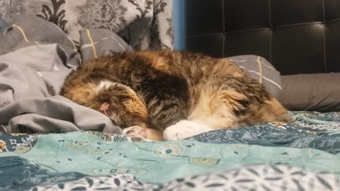 Cats Doze in the Cutest Ways: Dreamy Whiskers