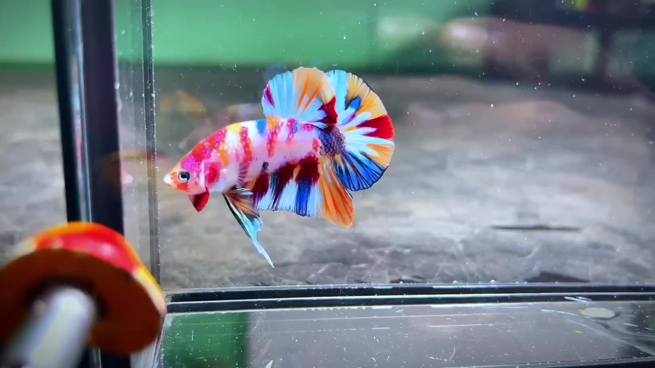 Betta Fish - Beautiful colour fish