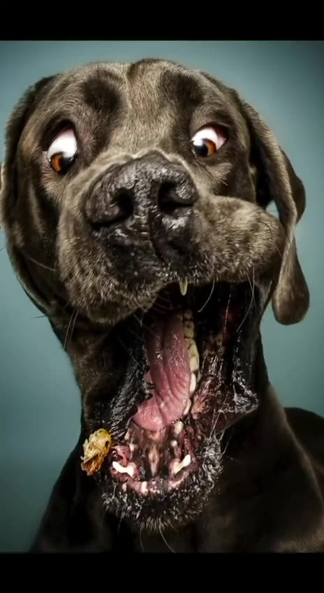 LMAO at dogs trying to catch treats