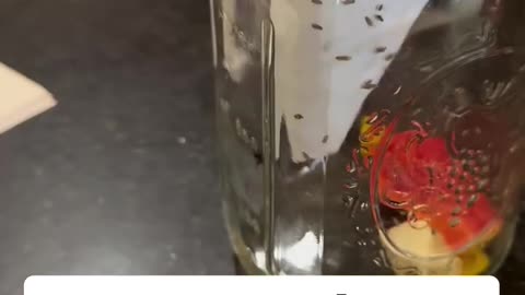 Fruit fly trap hack