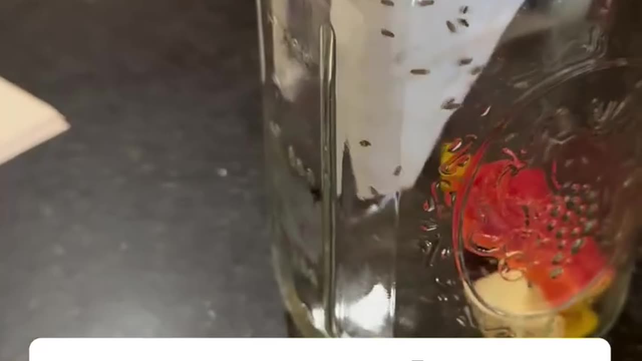 Fruit fly trap hack