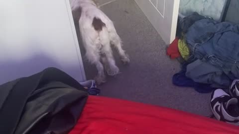 😨🐶 My Dog Was Acting Really Strange (Did U See Her Flinch?) | TheHauntingHour
