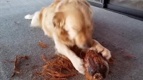 Smart work with coconut dog video