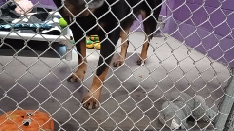 Toby 5y Pet Id 904412 kennel 26 HSSAZ shelter_20251010_143659659