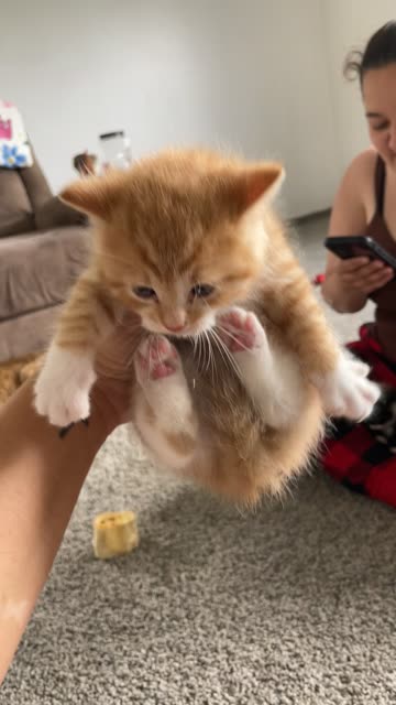 Kitten Scrunches And Air Biscuits
