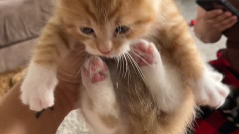 Kitten Scrunches And Air Biscuits