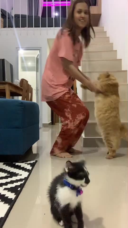 Funny Cat Video 30 - dancing with cats
