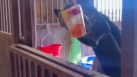 Kids Horse Make Frozen Fruit Cup for Horse