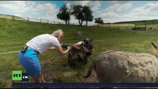 RT DE LIVE-TV