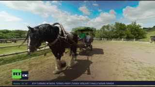 RT DE LIVE-TV