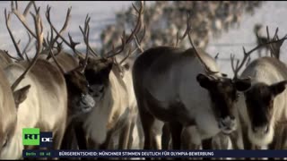 RT DE LIVE-TV