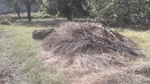 Mowed summer grass