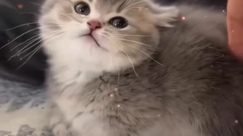 Cute kitten to play with you