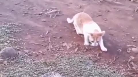 😂😂 Funny animal videos 😂🤣 I sincerely hope you enjoy it 😂