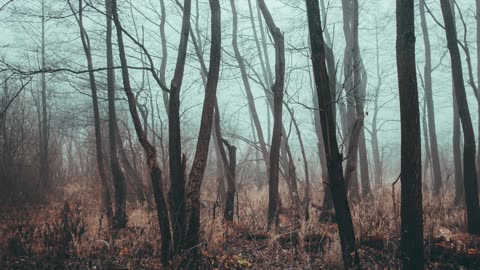 God's Touch - Xanthelasma Palpebrarum (Jeff Osburn)