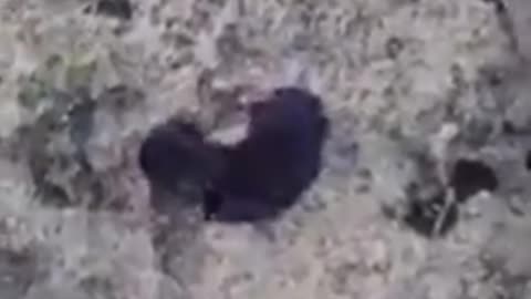 BLACK GOO ATTACKING A CRAB