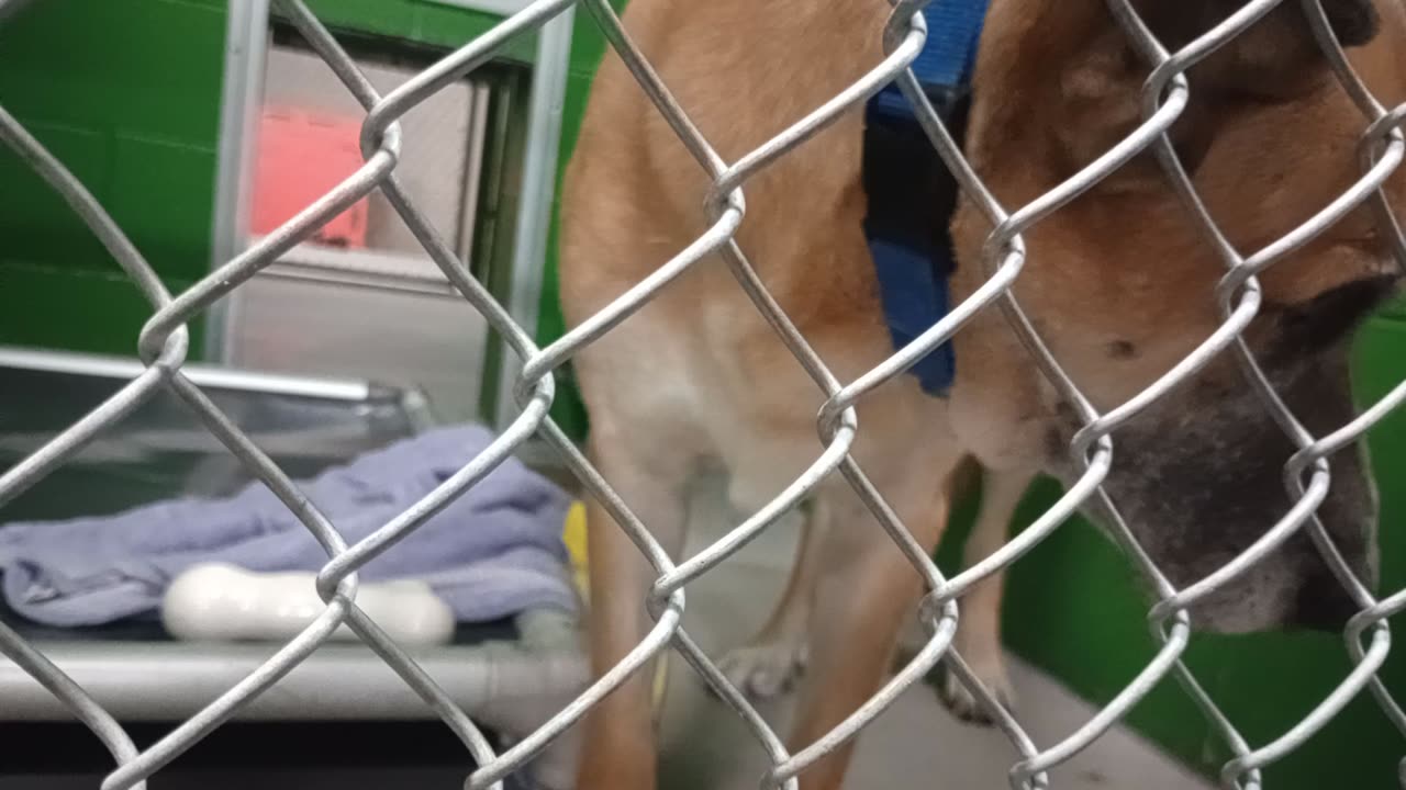 Durango 6y Pet Id 947910 kennel 38b HSSAZ shelter just a munchin old doggie friend of mine2025112144