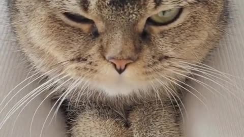 Funny cats and animals videos