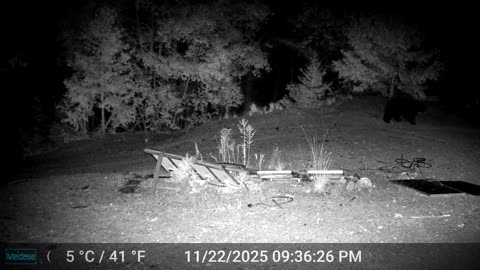 Bear Wandering Through