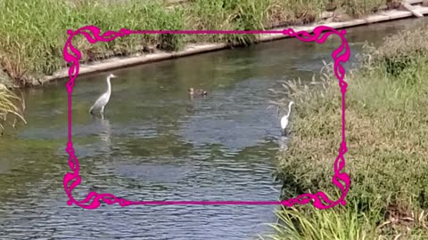 Hat Trick Birds
