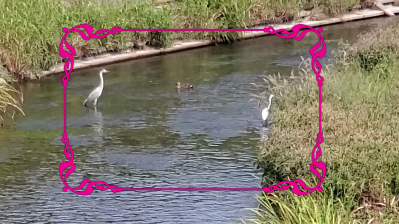 Hat Trick Birds