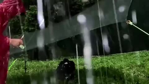 Watch this young man build his tent in the forest while it is raining in winter