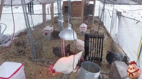 Chicken Live Stream