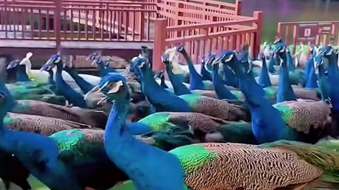 Peacock video #peacock #viral #viralvideo