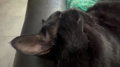 Cute Precious Piper is Sleeping Like a Little Log - My Adopted Shelter Cat Vlog