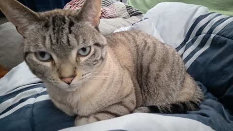 When a Cat Walks Into the Lens: You Won’t Believe This Nudge