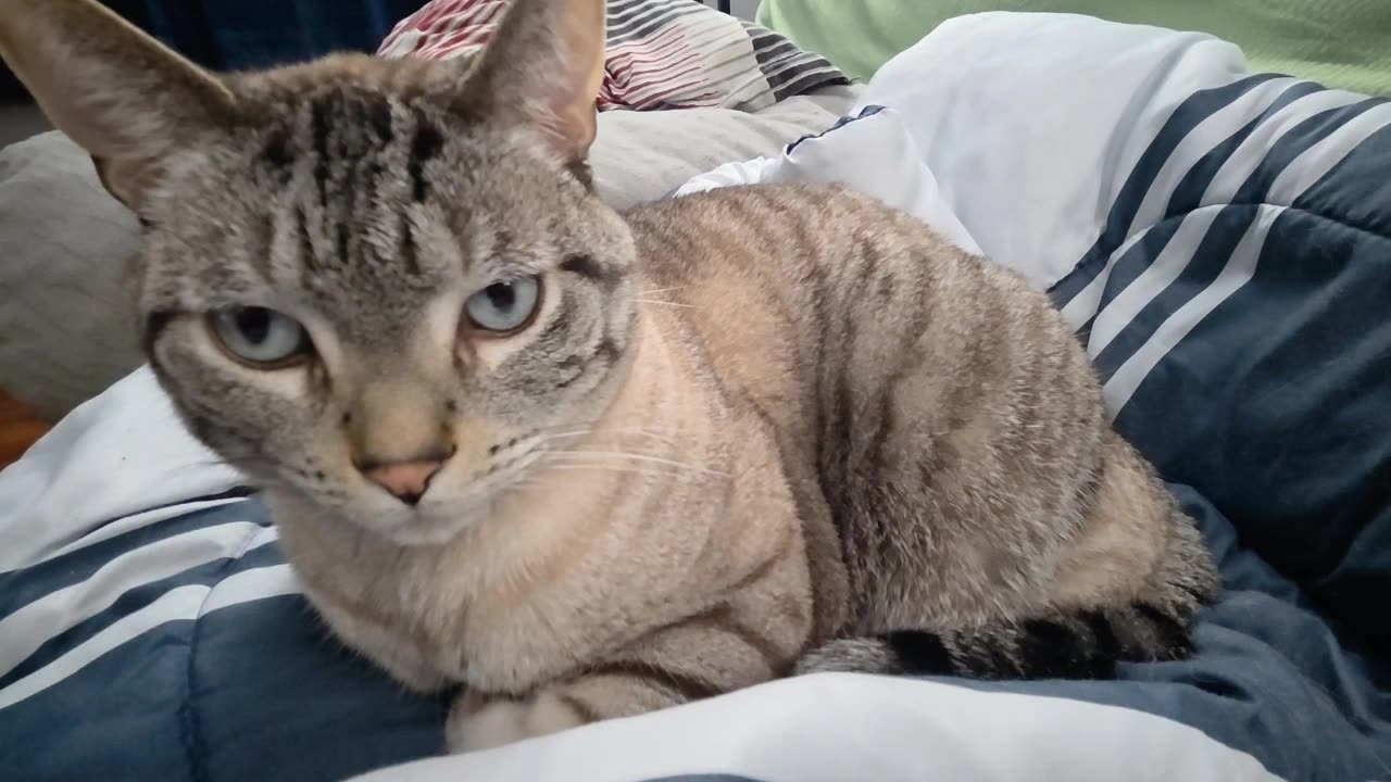 When a Cat Walks Into the Lens: You Won’t Believe This Nudge