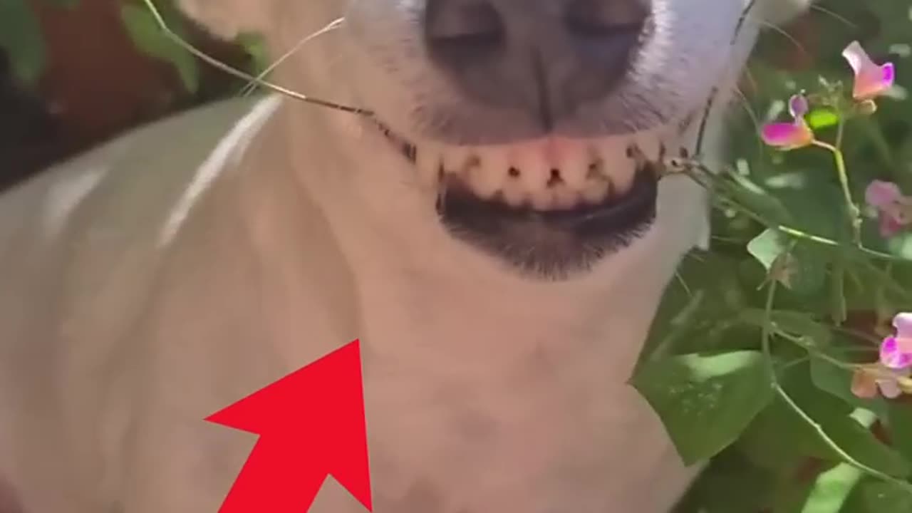 If you laugh, you restart, part 29 #animals #funnyanimals