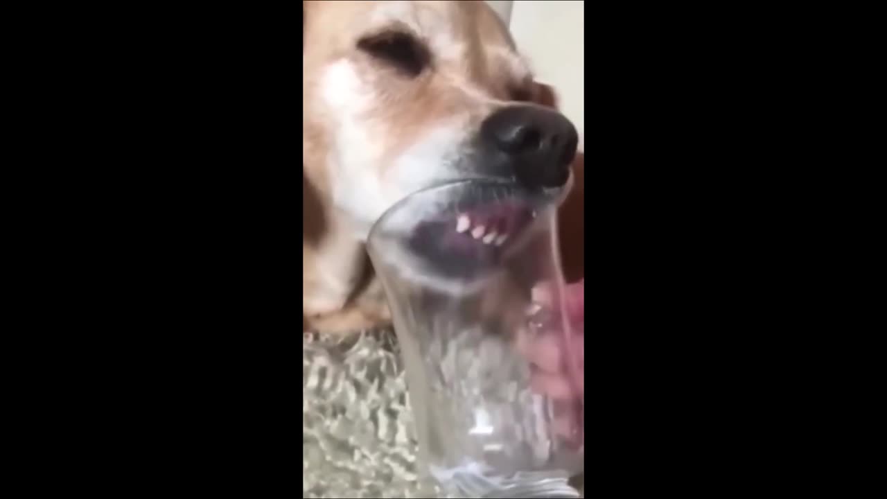 “Dog vs Cat Pranks Gone Too Far!”