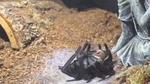 🕷️👀 Creepy Spider Leaving Its Old Corpse Behind! Unsettling Nature Scene | TheHauntingHour