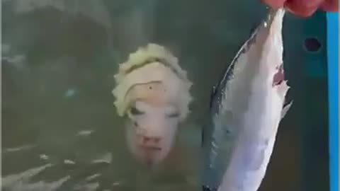🤯✨ Watch a Cuttlefish Surpass Human Face Mimicry! | FeedMyCuriosity